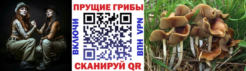 блэк спрут рабочий сайт  где найти наркотики  Шагонар  Галлюциногенные грибы ЛСД 
